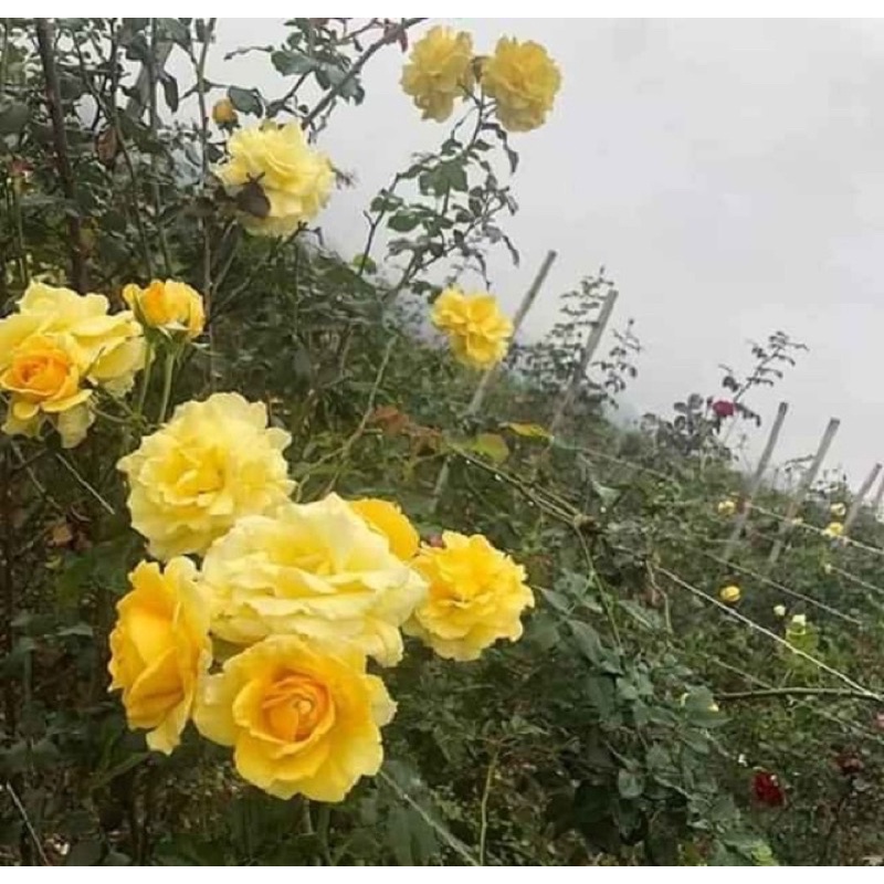 Hoa hồng cổ Sơn La vàng - hồng leo, hoa thơm