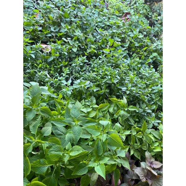 Rau thơm, rau gia vị đầy đủ các loại chậu như hình, rau sạch nhà trồng