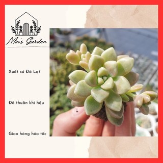 Sen đá kim tuyến size mini 🔥FREE SHIP🔥 Xuất xứ Đà Lạt, đã thuần khí hậu