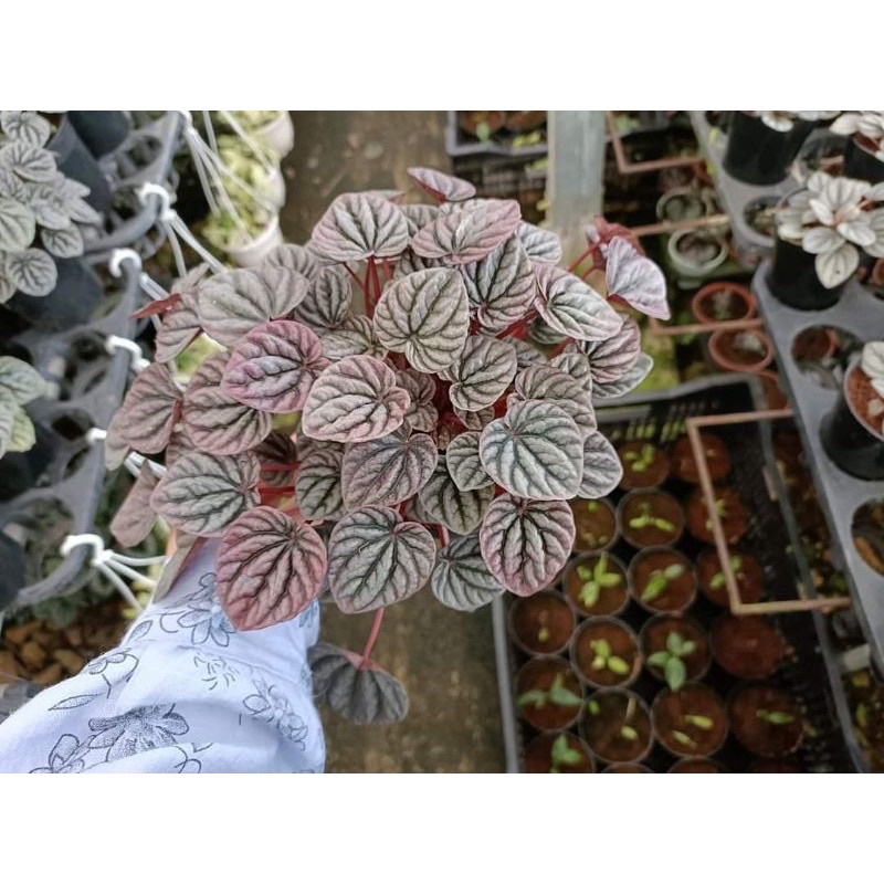 Chậu cứng hạnh tiên thảo - peperomia Caperata