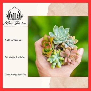 Combo 10 cây sen đá vỉ mix nhiều loại 🔥free ship🔥 xuất xứ đà lạt, đã thuần khí hậu