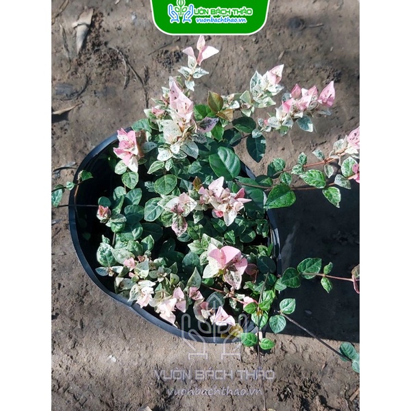 Cây Thằn Lằn Bông