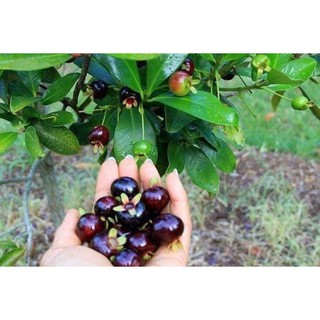 Cây cherry brazil chịu nhiệt
