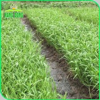 Cải chíp ( cải thìa) F1