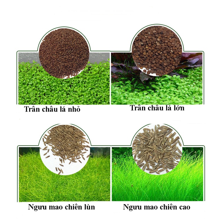 Hạt giống cây thuỷ sinh - cỏ nước- cỏ nước(ngưu mao chiên,..)