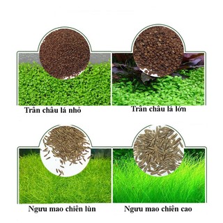 Hạt giống cây thuỷ sinh - cỏ nước- cỏ nước