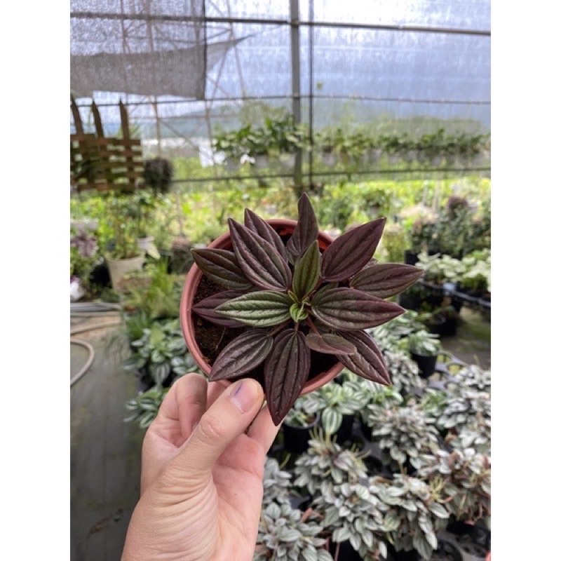 Chậu cứng hạnh tiên thảo - peperomia Caperata