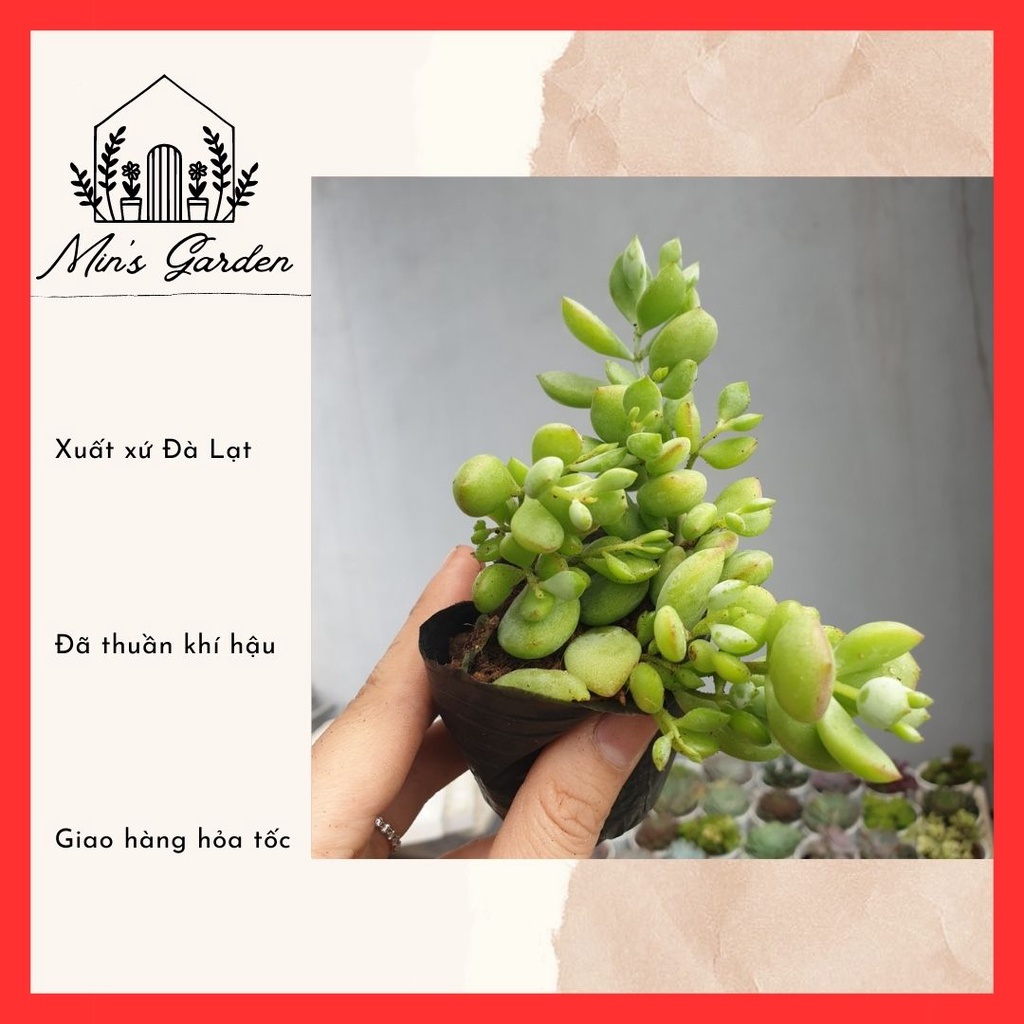 Sen đá sỏi dây size bầu 5-7cm 🔥FREE SHIP🔥 Xuất xứ Đà Lạt, đã thuần khí hậu