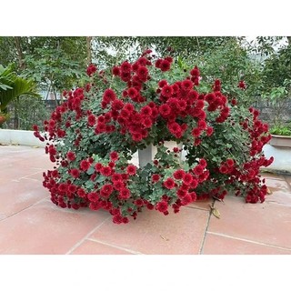Cây giống cúc cổ Sơn La