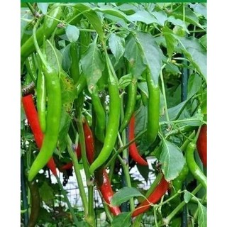 Hạt giống ớt chỉ địa gói 30 hạt
