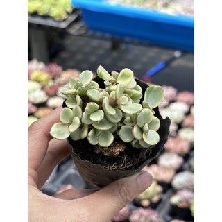 Sen đá Đôla Trắng Size bầu 5cm Hư 1 đổi 1