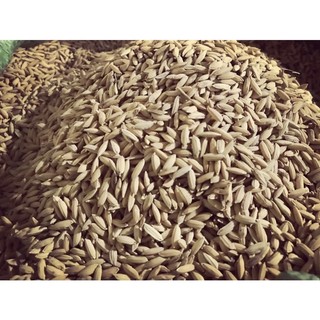 1kg Lúa cho chim kiểng, gà kiểng, gà đá chất lượng cao