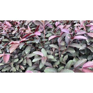 CÂY GIỐNG ỔI TÍM Malaysia ( cây cao 50-60cm)