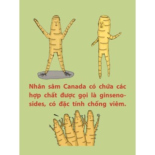 Kẹo Nhân Sâm Canada (Nhân Sâm Bắc Mỹ) Great Mountain (227gr/ Hộp)