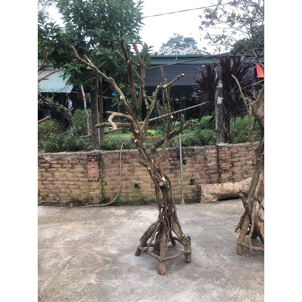 Cây Hoa giả trang trí