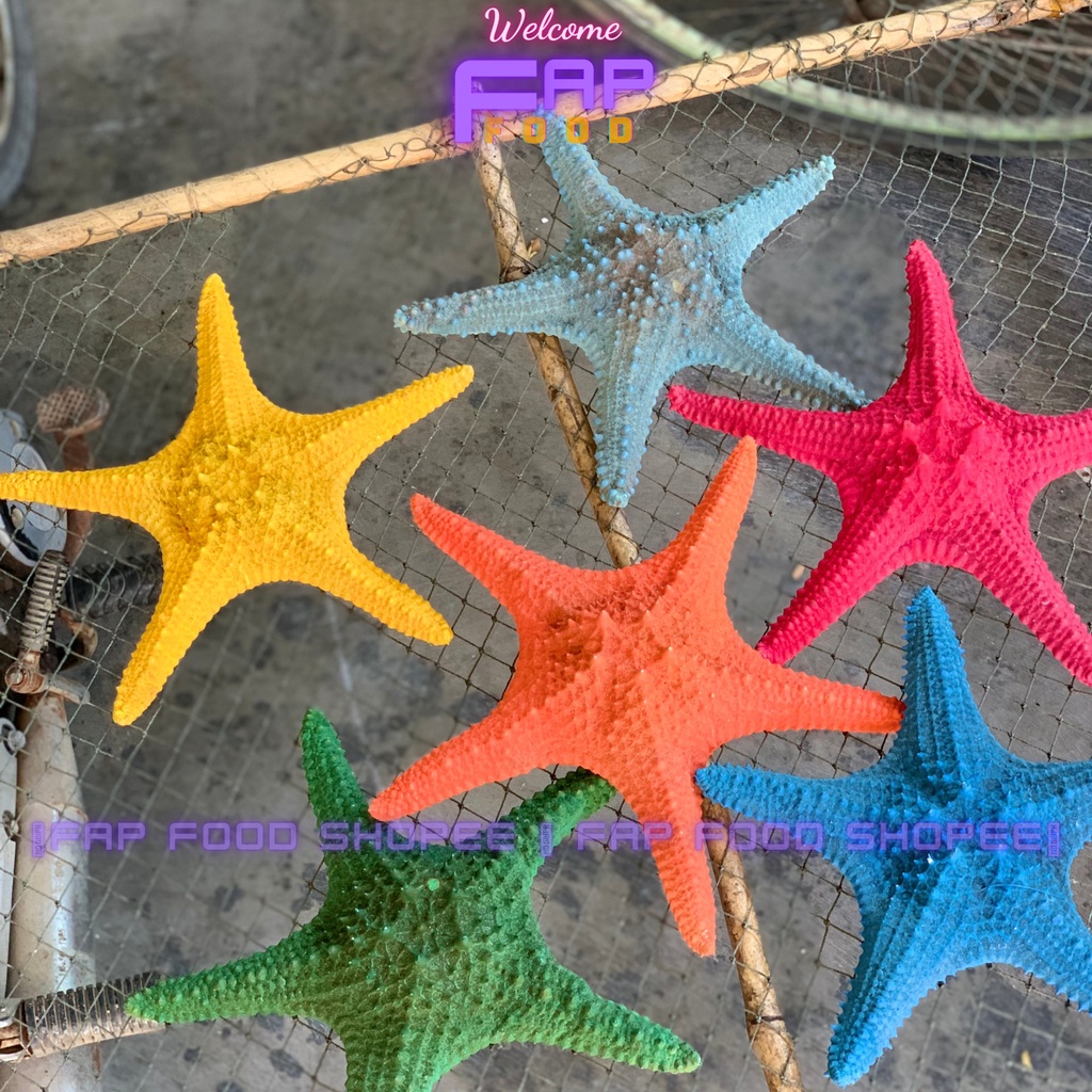 SAO BIỂN PHỐI NHIỀU MÀU LOẠI CON TO TRANG TRÍ DECOR SIÊU ĐẸP