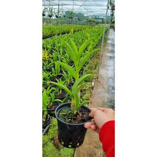 HOA LAN SING VÀNG ĐỎ