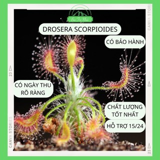 Hạt giống "mầm đông" cây bắt mồi ăn thịt gọng vó Drosera Scorpioides I Ba Tri Nhỏ