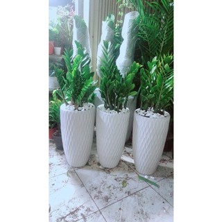 Chậu Kim Tiền (Phát tài) cao 80cm