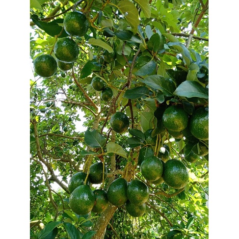 Cây bơ booth 7 giống