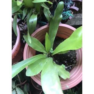 Cây tổ quạ