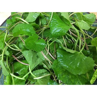 HẠT GIỐNG RAU MÁ (1gr)