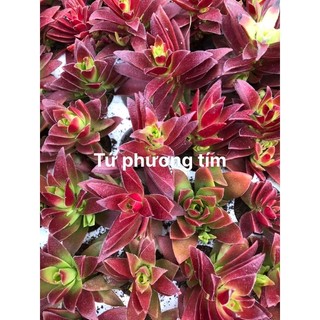 Sen vỉ mini