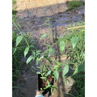 cây giống xương khỉ (cây bìm bịp)
