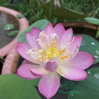 Củ sen mini, củ sen giống - siêu nụ dễ trồng