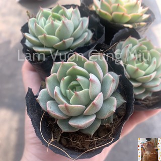 Sen Đá Vân Mai 🌤🌤🌤 Size Bầu