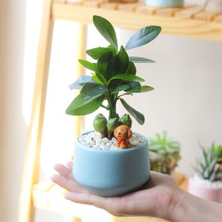 Cây tài lộc MIX CHẬU để bàn