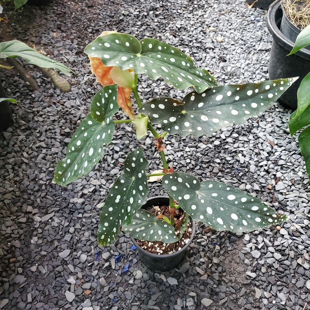 Begonia Maculata (Hải Đường Đốm) [ hỏa tốc ]