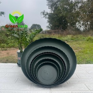 Ảnh Thật - Đĩa Xanh Quân Đội đủ size chậu