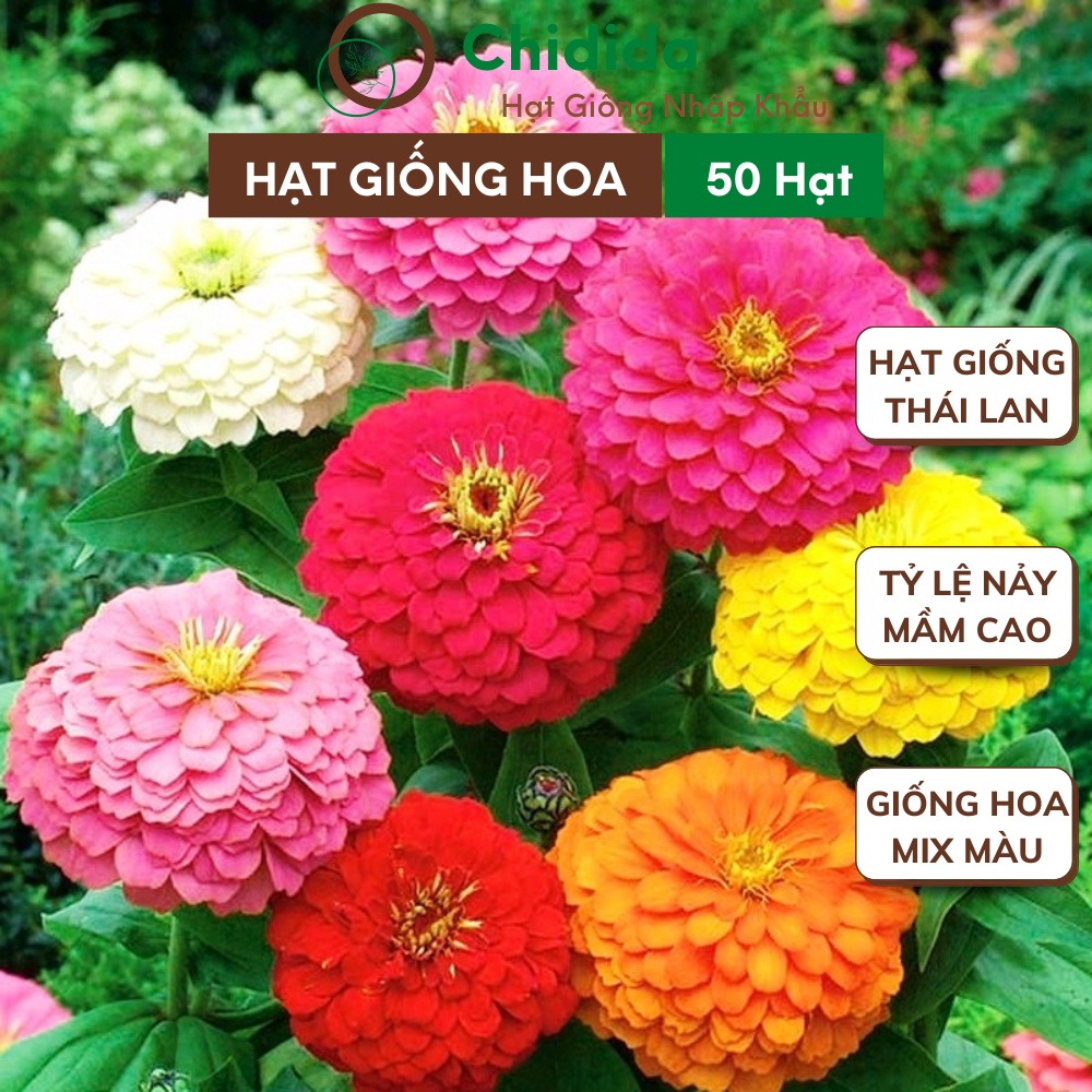 Hạt giống hoa cúc lá nhám Chidida giống cúc ngũ sắc Thái Lan cao từ 60 đến 70cm gói 50 hạt