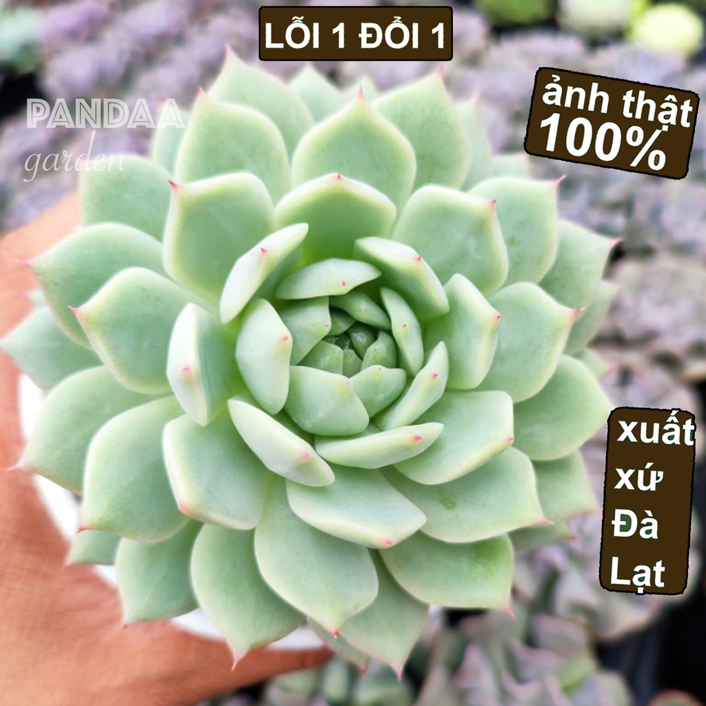 Sen Đá Tiểu Ngọc Size Trung 10-12cm, Vườn Sen Đá PANDAA GARDEN Xuất Xứ Đà Lạt Khoẻ Đẹp Đã Thuần Khí Hậu, Lỗi 1 Đổi 1