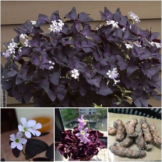 Củ giống hoa bươm đêm - 20 củ - hatgiongcaytronggiasi