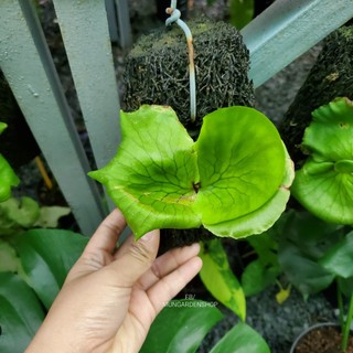 Ổ Rồng size nhỏ