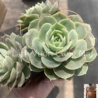 Sen Đá Ngọc Bích 🏝🏝🏝 - Size Bầu - Trung