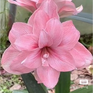 combo 5 CỦ GIỐNG HOA LAN HUỆ NHIỀU MÀU