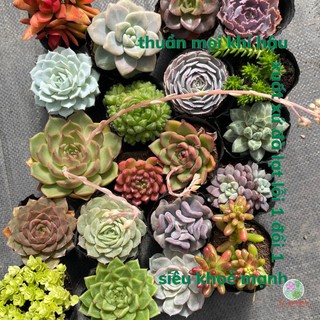 Cây sen đá dc garden, combo sen đá size bé 20 loại khác nhau 5-8cm