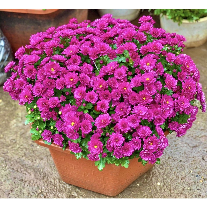 cây hoa Cúc mâm xôi hàn quốc tím xum xuê 60-70cm tết 2023