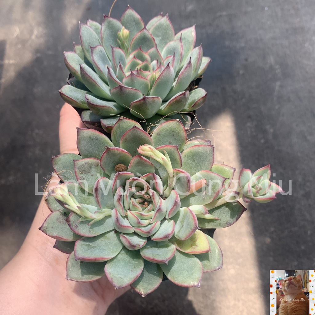 Sen Đá Viền Đỏ (Viền Hồng) 🔥🔥🔥 Size Bầu - Trung