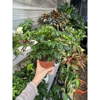 Hạnh phúc để bàn