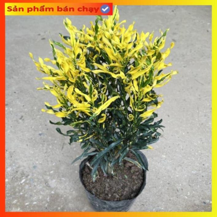 Cây cô tòng lá xoăn, vàng anh ruột gà cao 25cm, trang trí ban công, sân vườn