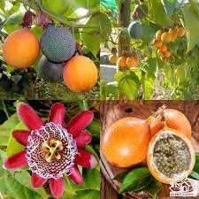 GÓI 30 HẠT GIỐNG CHANH LEO