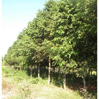 Cây gỗ sao đen giống
