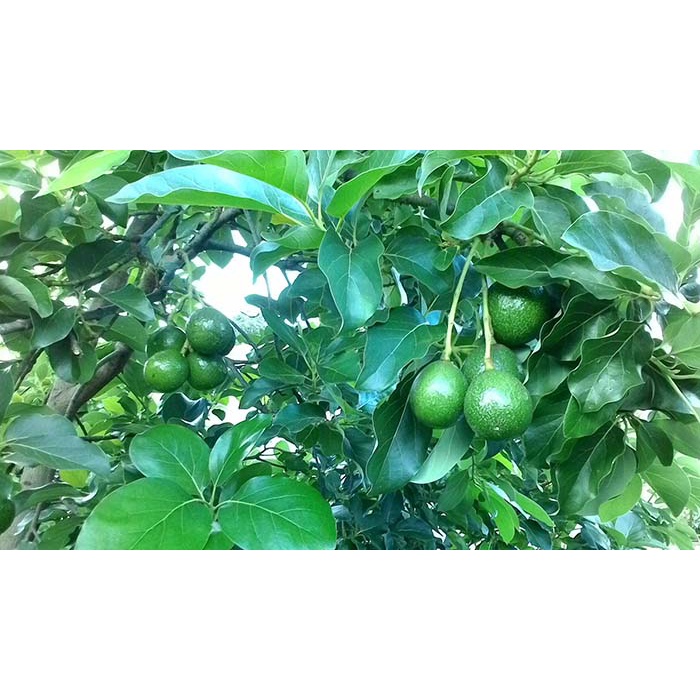 Cây bơ booth 7 giống