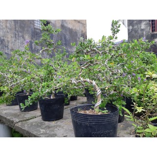 Linh sam bonsai lớn SIÊU BÔNG