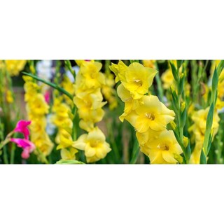 Củ hoa lay ơn nhiều màu (củ giống nhập khẩu)