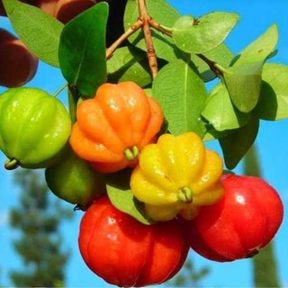 Cây giống cherry khía